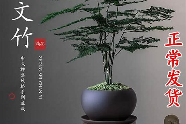 什么盆景最旺风水放店里