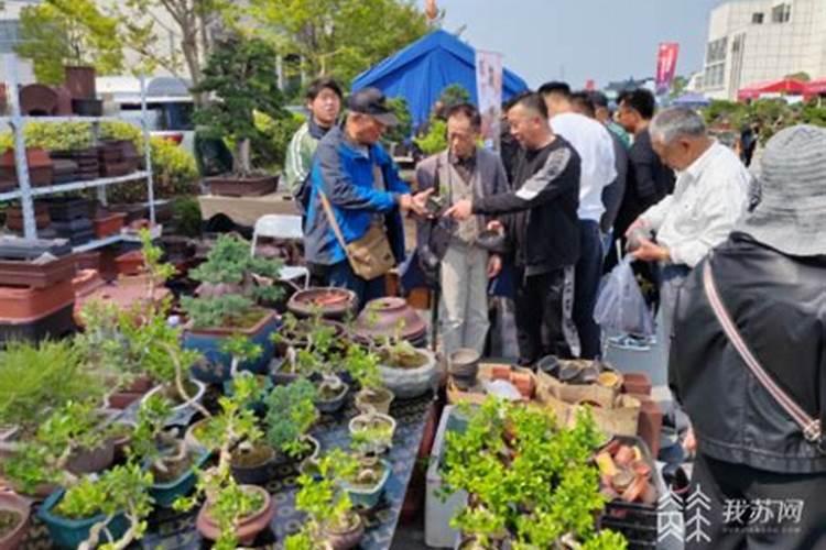 店里摆什么植物能招财