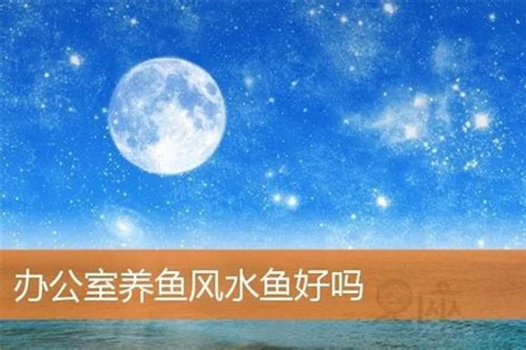 办公室养几条鱼