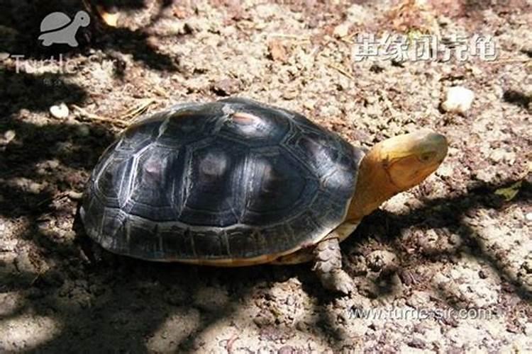 中华草龟、黄缘龟等乌龟招财么,要怎么摆放招财「龟谷鳖老」