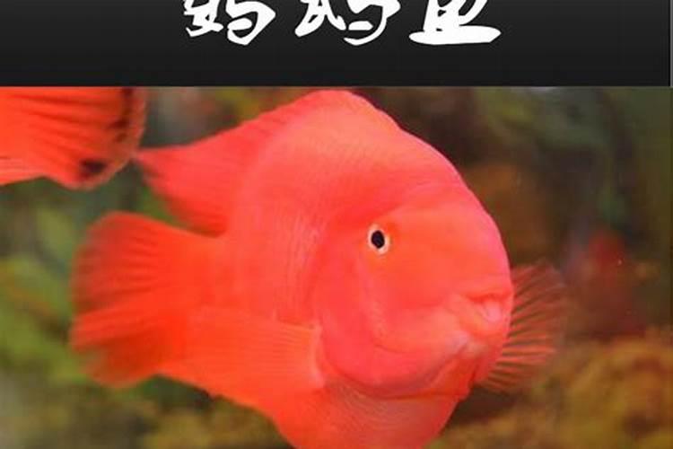 公司一般养什么鱼