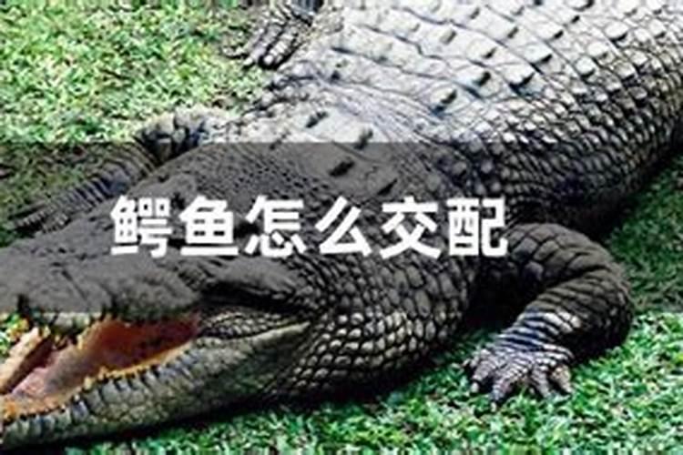 石头鳄鱼有没有辟邪作用？有什么讲究？