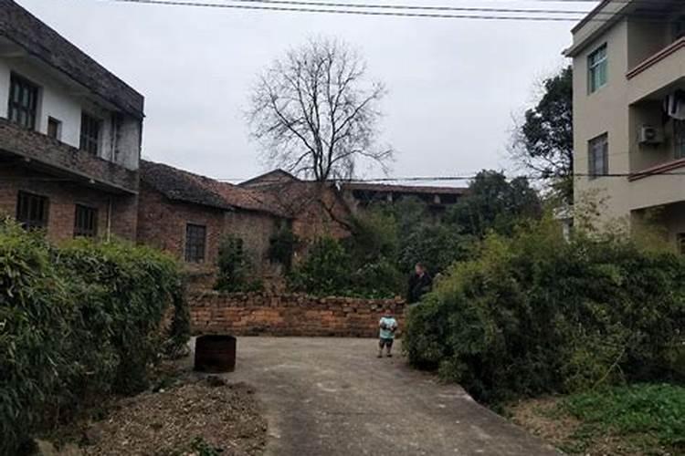 为什么家里不能养绣球花 绣球花养在家里好不好