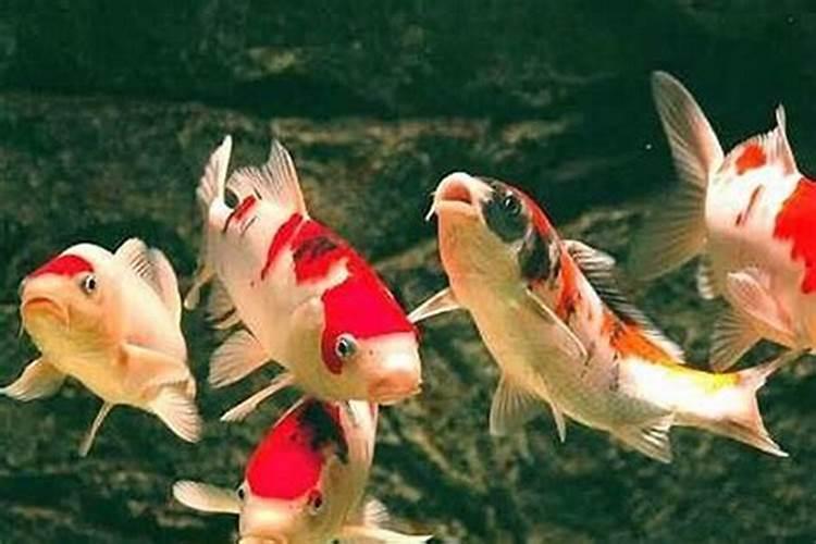 我买金黄色的泥鳅可以做风水鱼吗？这种算不算风水鱼？