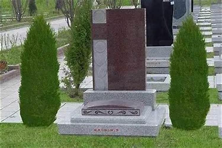 祖坟右后方长一棵松树,请问好不好？