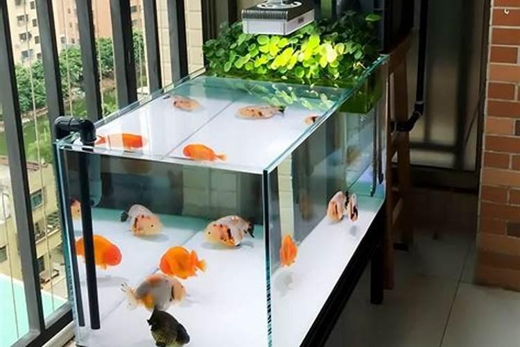 鱼缸风水学怎么看？