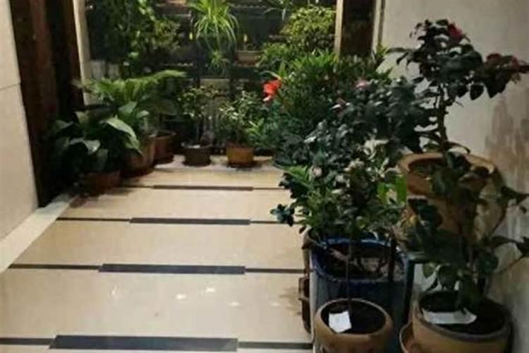 门口花盆什么颜色最旺风水