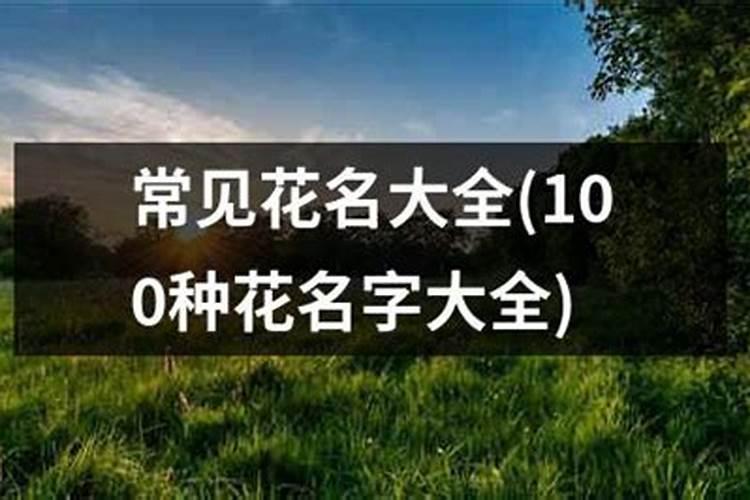 百合花的花语是什么