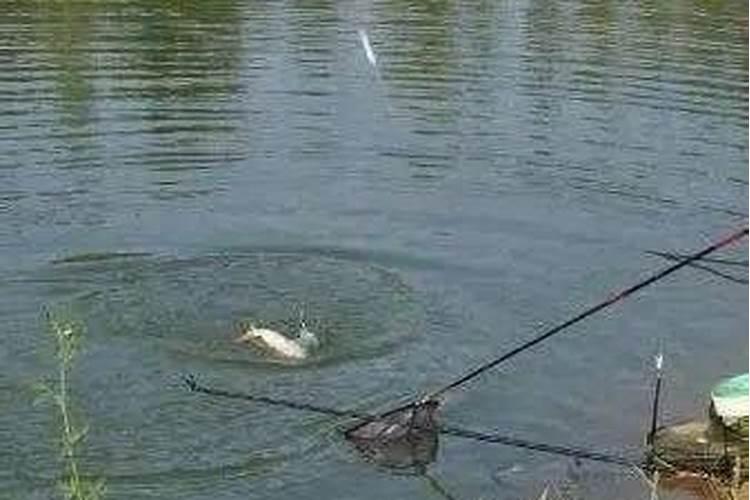 院子里种几棵树为宜 院子里适合种多少颗树