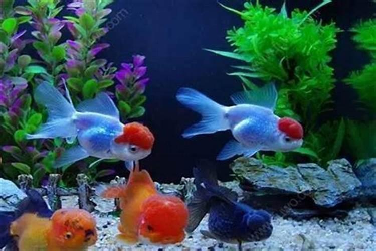在家里养多少条金龙鱼风水很好