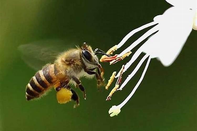 家里有马蜂窝风水上怎么讲
