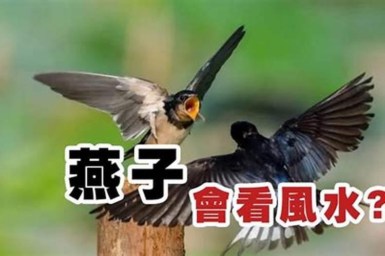 没有人类做天敌燕子为什么没有泛滥