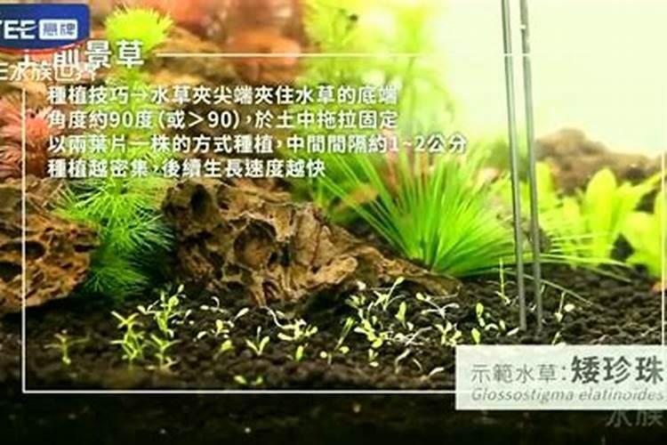缸养什么最旺财最旺运