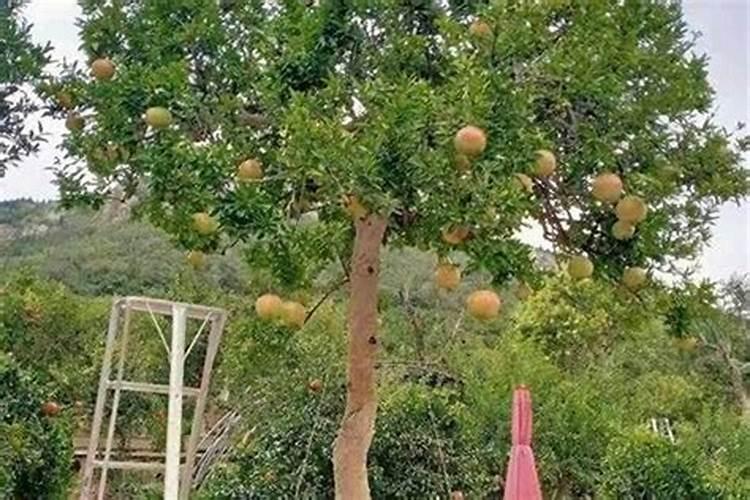 公司门口放什么植物风水好