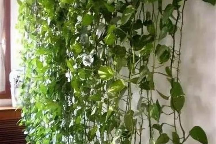 绿萝放在家里哪个位置风水好？