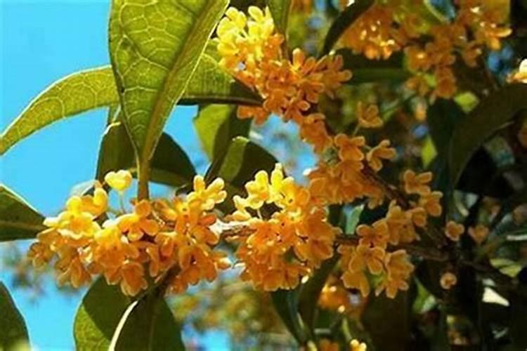 坐南朝北的阴宅,在院子里西边种一颗桂花树,在风水上来说好不好？