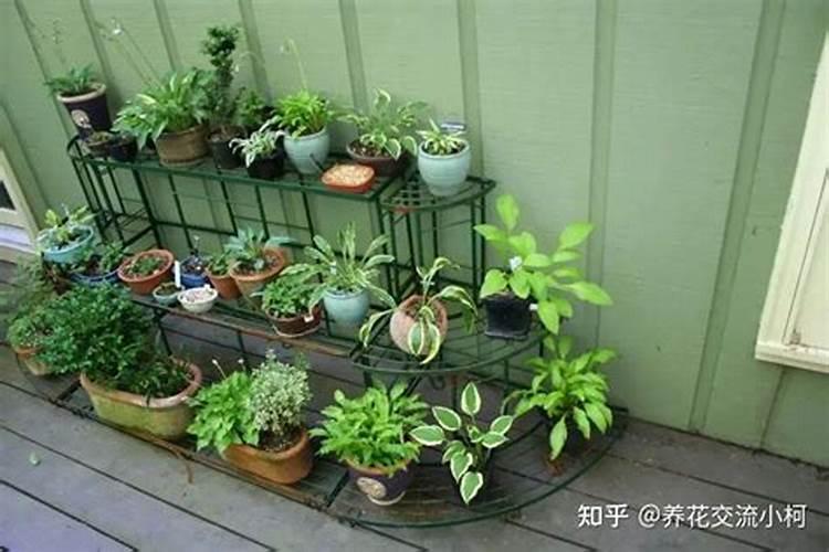 住房边上养了一大批鸡对风水有没有影响？