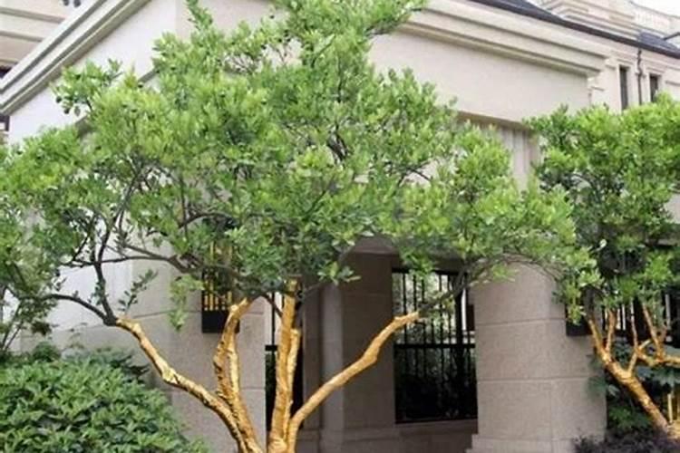 庭院种植什么树风水好,招财