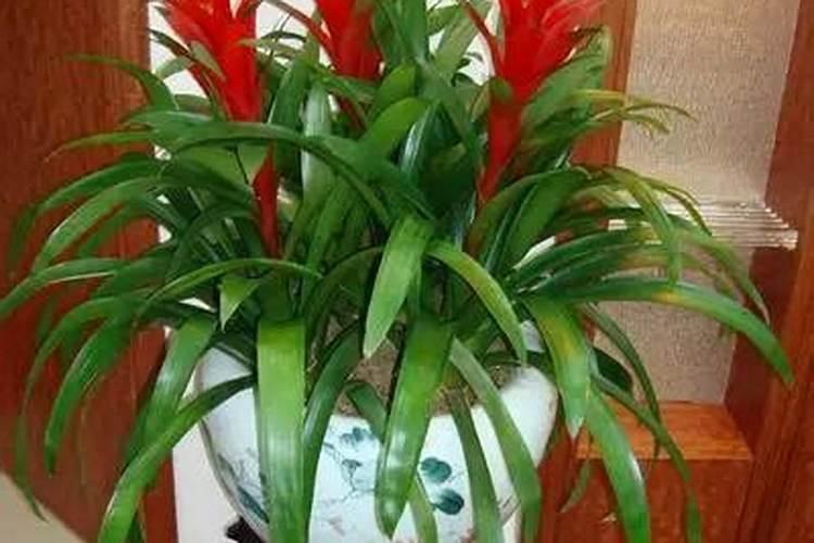 什么植物招财挡煞气镇宅招财旺人的植物