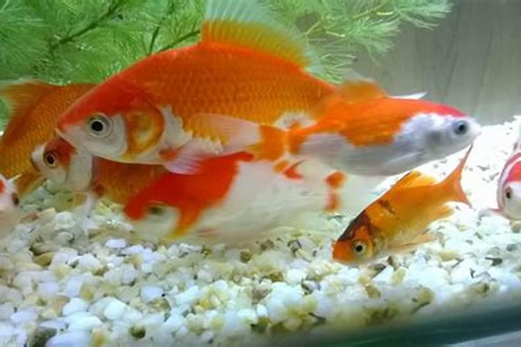 养猪场要注意哪些风水
