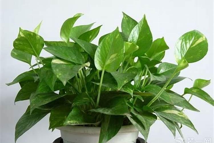 屋内养什么植物好风水最旺