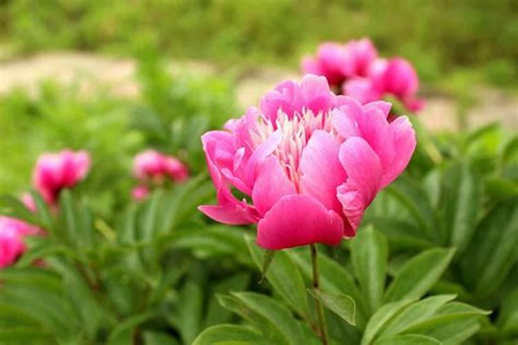 家里养什么植物风水好？哪些植物可以招财旺财？