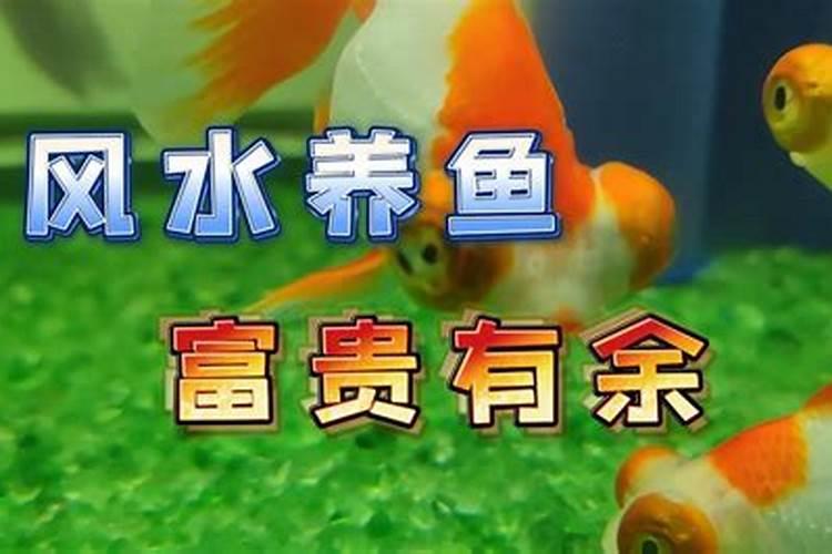 一般养鱼几条吉利