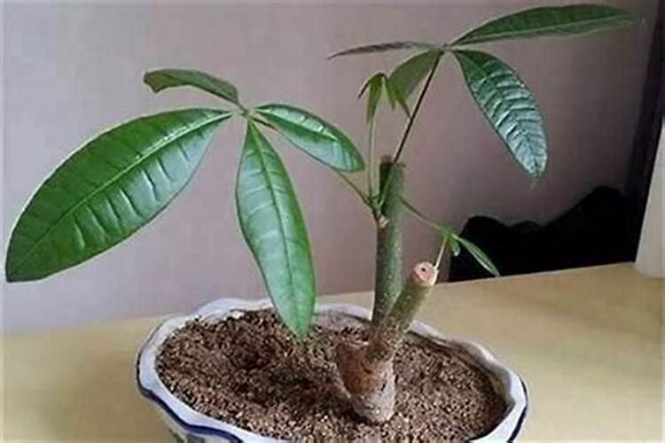招财树能在庭院种植吗 怎么摆放最合理