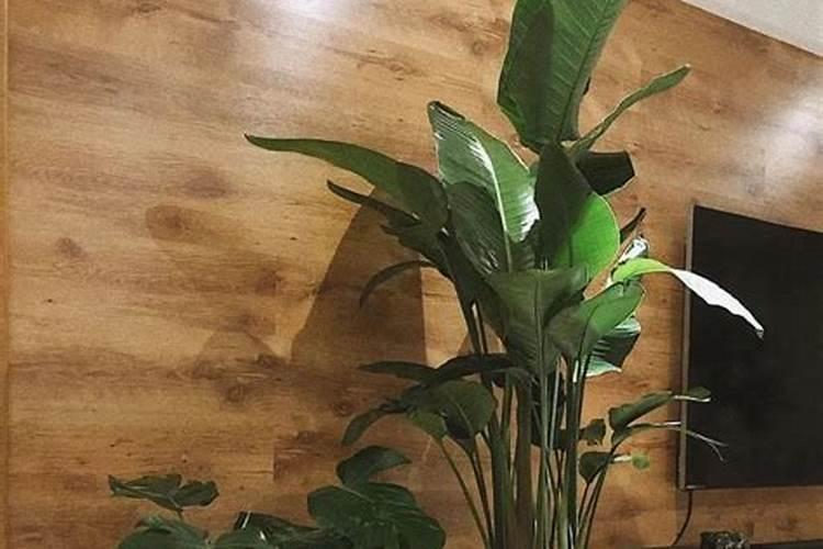 办公桌绿植摆放风水
