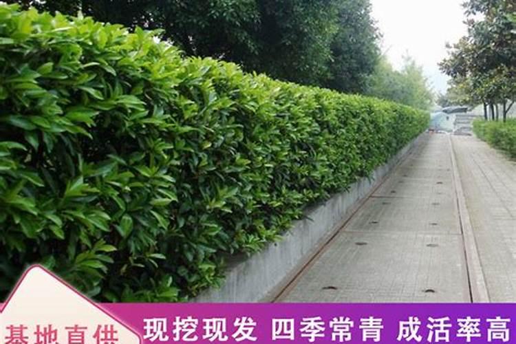 一家兄弟姐妹都有风水上怎样排房？