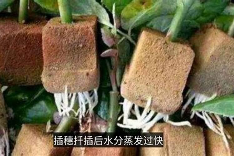种生基？？？