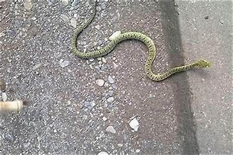 风水大师,12属相最非常容易被谁蒙骗