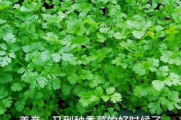 家里种什么菜最旺财呢