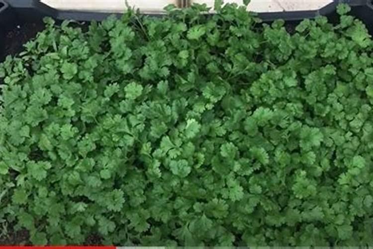 按风水学讲院子里能不能种芫荽？