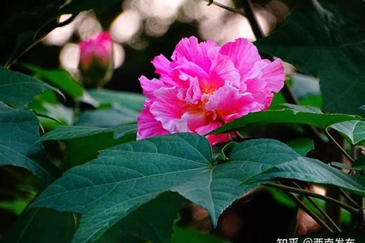 芙蓉树适合养在院子里吗？