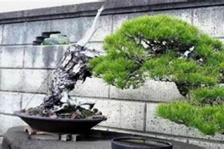 在坟墓前应种什么树