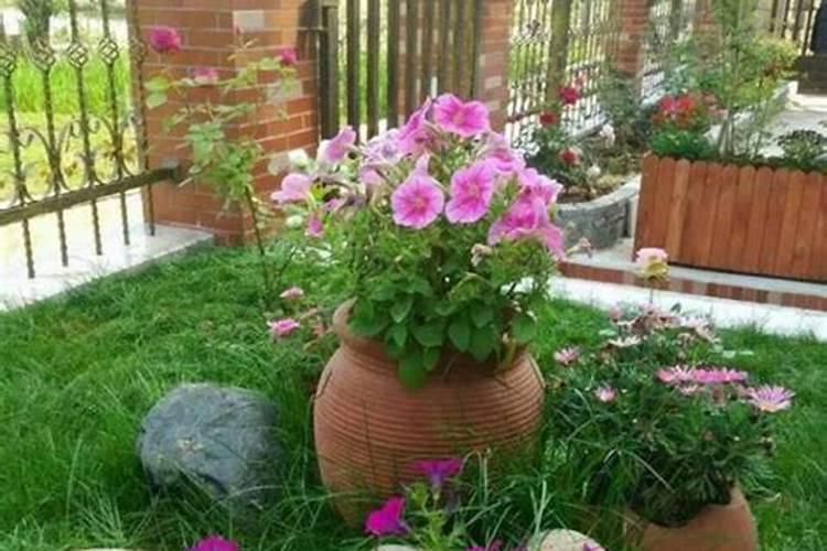 庭院如何选品种打造美丽的月季花墙