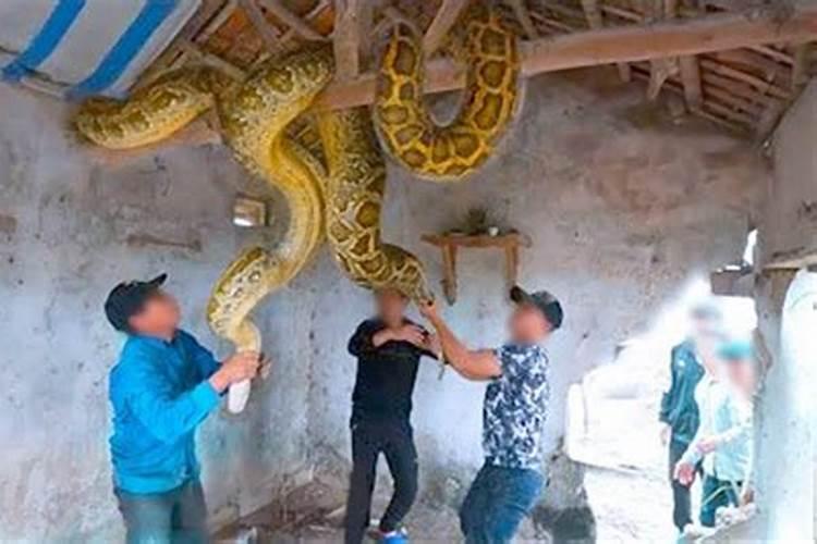 祖坟有蛇旺哪一代迁坟时挖到蛇怎么办