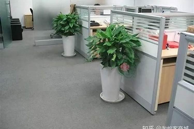 办公楼适合放什么植物