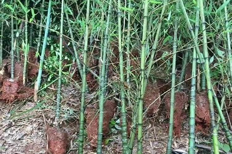 罗汉竹的风水作用罗汉竹有哪些作用