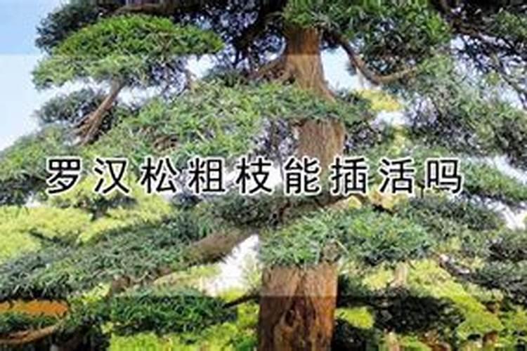 养罗汉竹好不好有什么风水作用吗罗汉竹的寓意原来是