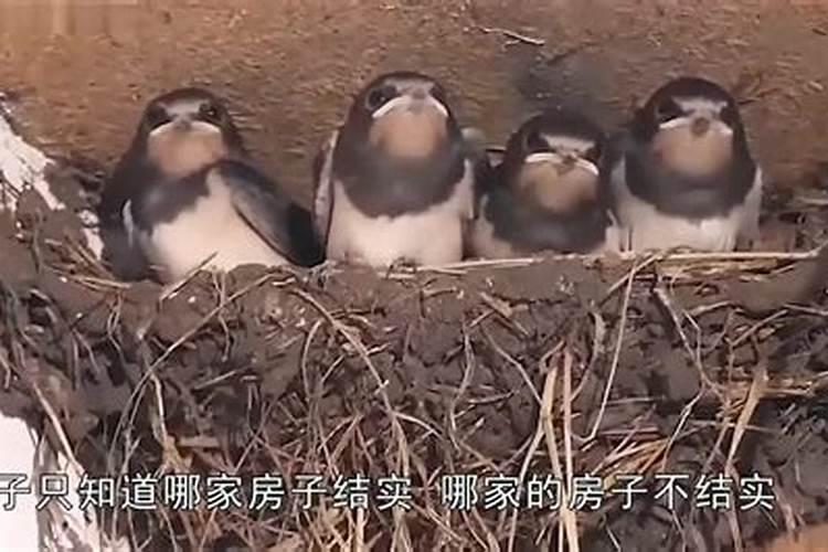 为什么老人说家里的燕子不能打更不能赶？