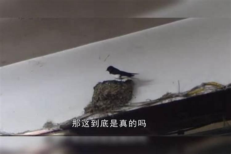 求风水大师解答!家门口左侧房檐有个燕子窝,两三年了,请问这有什么说法没...