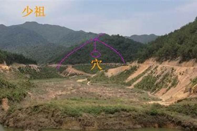 客厅种什么盆栽植物最好