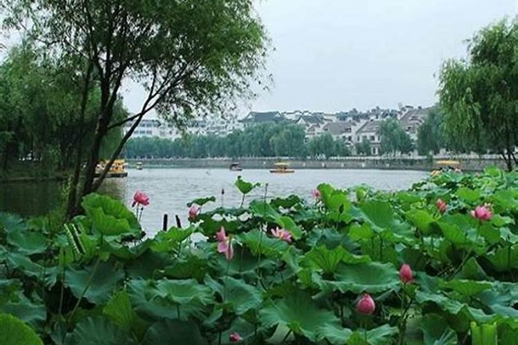 别墅池塘里种什么植物好