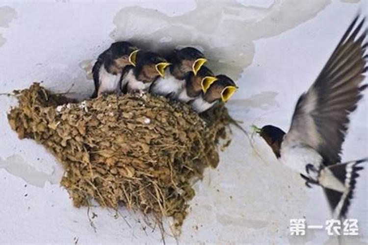 燕子一年在家做窝几次,为什么要做窝。