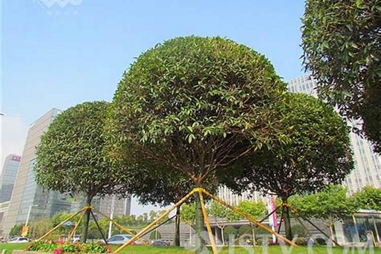 阳台放什么辟邪最旺财呢
