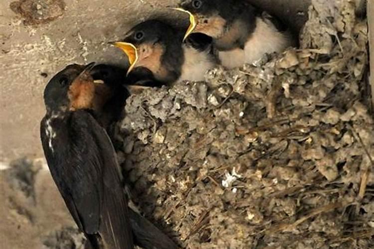 请问风水大师们:燕子在大厅正中,神位上方垒窝好吗？