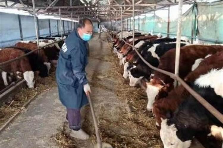 有没有属马的人养牛 养什么动物带来好运