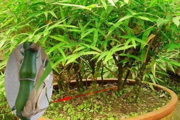 风水学家院中竹子正对这大门栽种合适吗